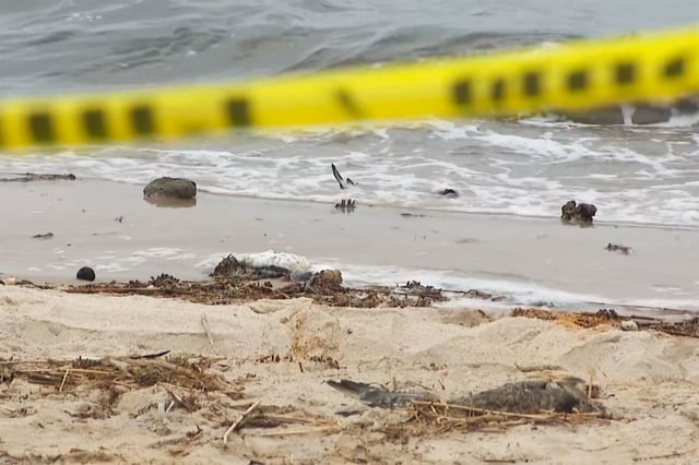 Birds washed up on Patchogue Shores in East Patchogue, N.Y.