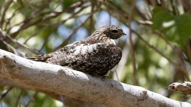 A UTA study finds high levels of microplastics in bird lungs.