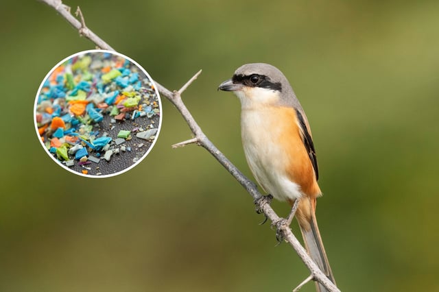 A long-tailed shrike—one of the bird species included in the study—and, inset, microplastic particles.
