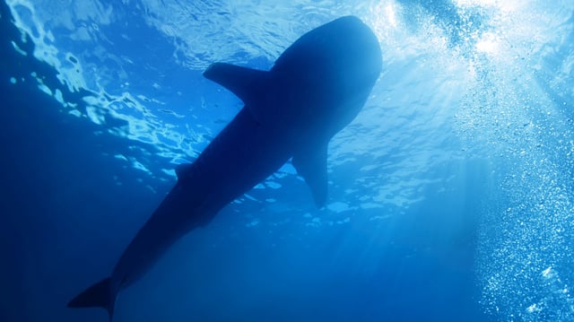 A Whale Shark in the Philippines.