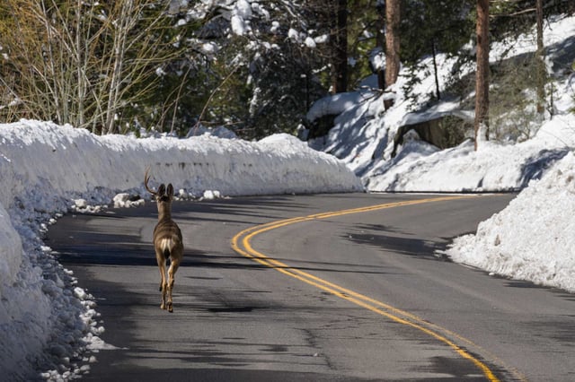 A deer with one antler runs along Hwy 140 in Yosemite National Park. A winter storm could make travel “impossible” in Yosemite and Lake Tahoe this weekend, bringing up to 14 inches of snow and gusty winds.