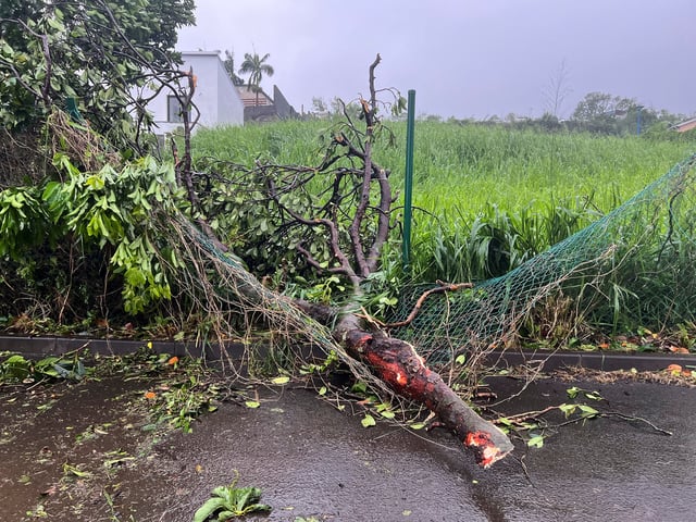 A view of a fallen tree during storm Garance on France's Indian Ocean island of La Reunion, in Saint-Denis, La Reunion February 28, 2025. REUTERS/Stringer