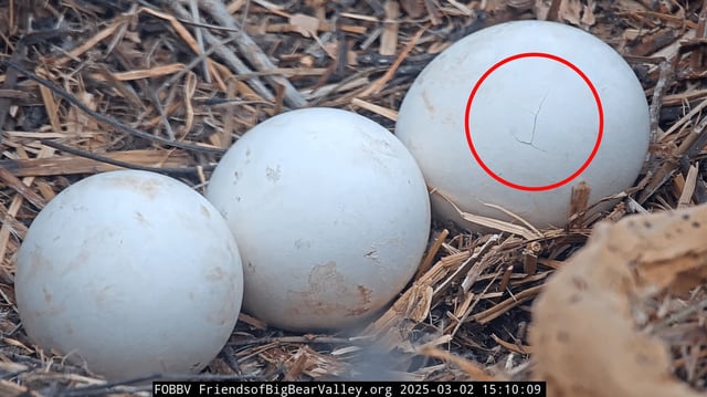 A pip is the first crack in an eggshell, but full hatching will still take time.