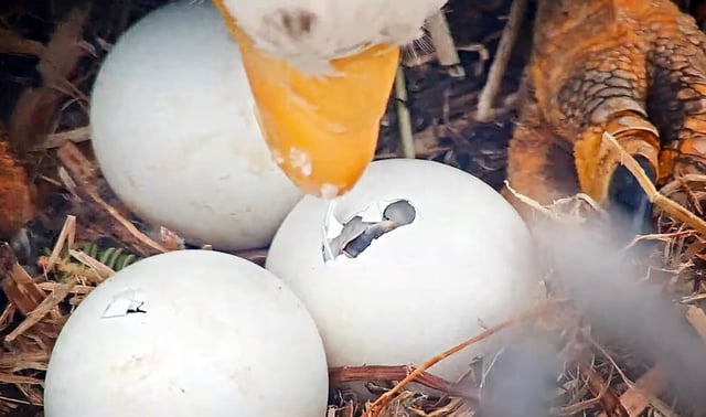 The eagle cam zooms in showing that two of the three eggs have begun to hatch as Jackie turns the eggs on Monday, March 3, 2025. (Screenshot courtesy of Friends of Big Bear Valley)