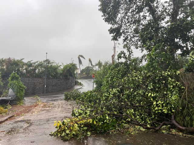 Une vue d’un arbre tombé pendant le passage du cyclone Garance sur l’île de La Réunion, le 28 février 2025.