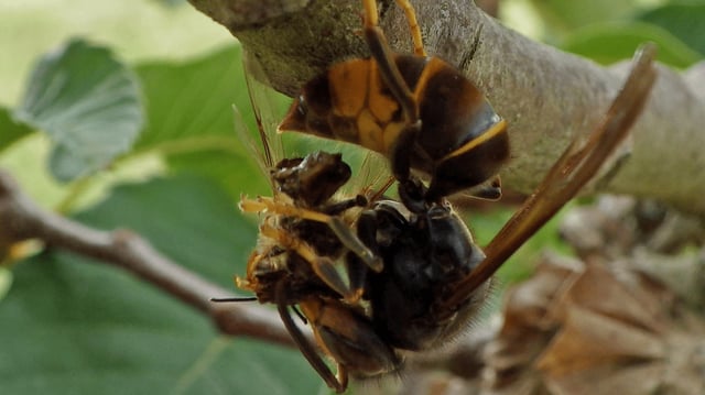An Asian hornet dismembering a honey bee.