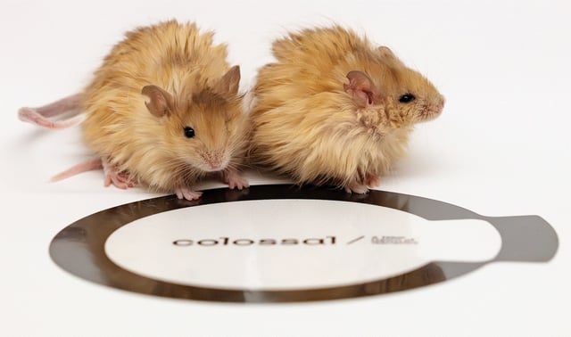 The Woolly Mouse, the latest bioengineering feat produced by Colossal Biosciences, uses mammoth DNA to make the mice more cold resistant. PC: Colossal Biosciences