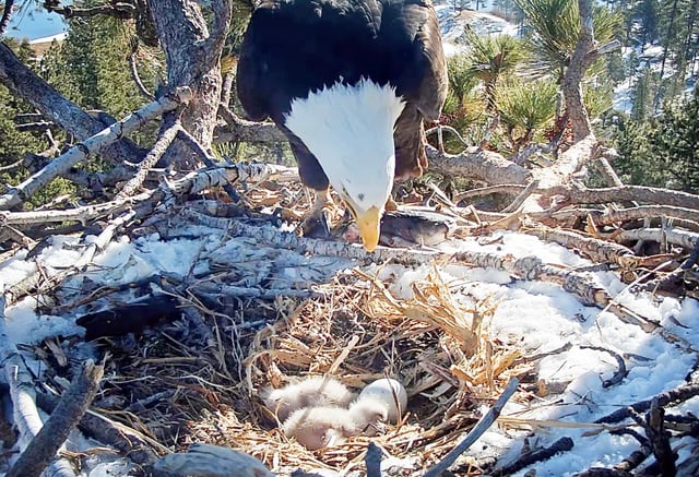 Big Bear Valley bald eagle Jackie checks on two eaglets while the third eggs remains unhatched on Tuesday, March 4, 2025. (Screenshot courtesy of Friends of Big Bear Valley)
