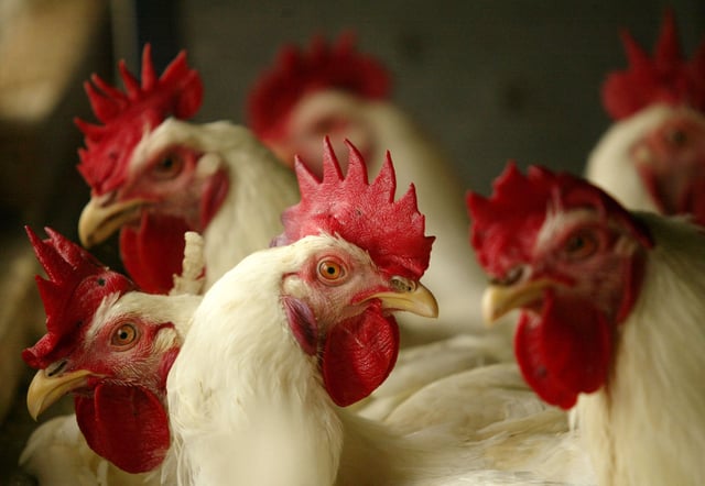 Stock photograph showing chickens in a poultry farm taken on the outskirts of Jakarta, Indonesia.