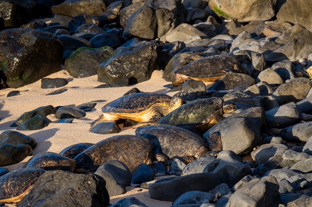  Hawaiian green sea turtles at Hookipa Beach Park, Maui, Hawaii. 