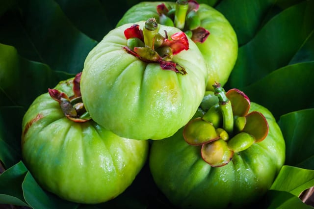 Le tamarinier de Malabar, de son nom scientifique «Garcinia cambogia», pousse en Asie du Sud-Est. Les médicaments à base de cette plante sont interdits en France mais pas les compléments alimentaires.
