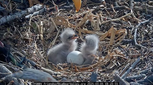 Jackie and Shadow's eaglets interact in their nest on March 5, 2025.