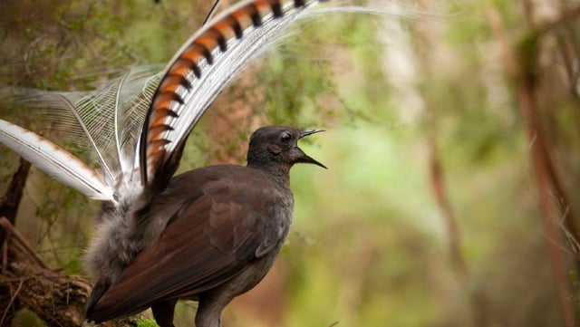 A male superb lyrebird (Menura novaehollandiae). Image credit: Alex Maisey, University of Wollongong.