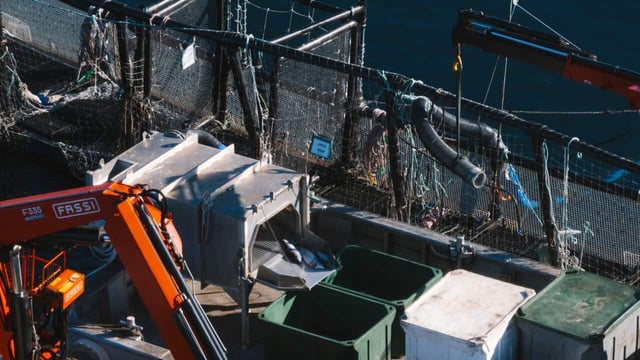 The welfare investigation follows mass deaths of farmed salmon in Tasmania in recent weeks due to a bacterial disease.