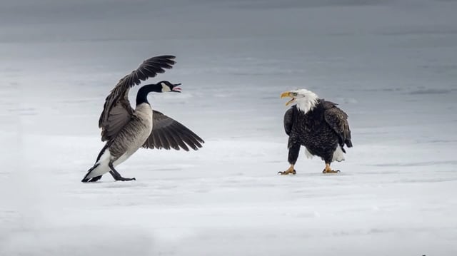 A Canadian goose and a bald eagle fight on icy waters in Ontario.  Mervyn Sequiera photographed the encounter, which he shared on his Instagram page.