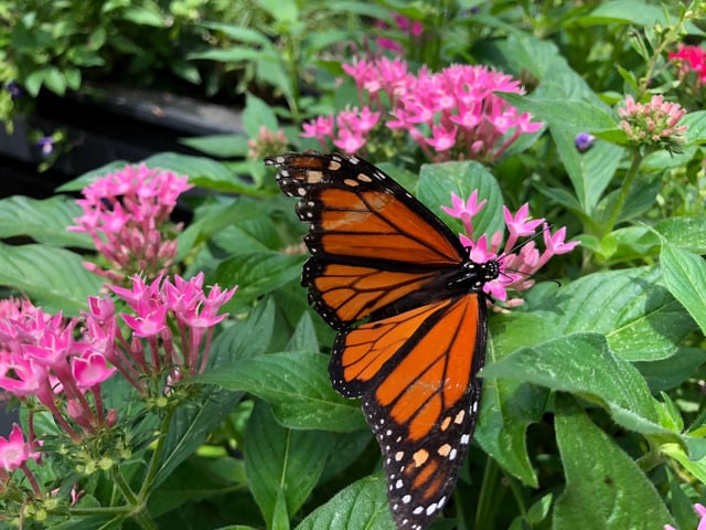A monarch butterfly is seen at an enclosure at Boone Hall Plantation and Gardens in Mount Pleasant, South Carolina, U.S., August 20, 2019. REUTERS/Will Dunham/File Photo
