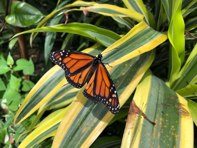 A monarch butterfly is seen at an enclosure at Boone Hall Plantation and Gardens in Mount Pleasant, South Carolina, U.S., August 20, 2019. REUTERS/Will Dunham/File Photo