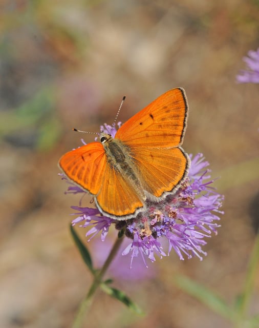 A Ruddy Copper butterfly (Lycaena rubidus) photographed on July 29, 2013 July 29, above Ellery Lake at 11,000 feet in Mono County, California., CA, JGlassberg
