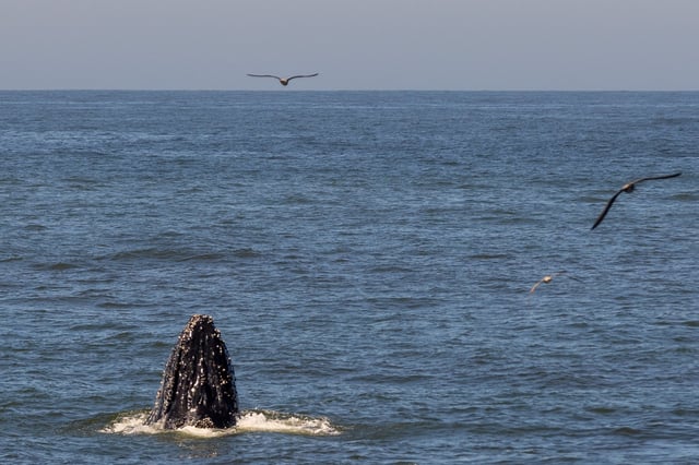 A whale breaches the water near the shore close to Nick’s Rockaway in Pacifica, Calif., on Aug. 19, 2024.