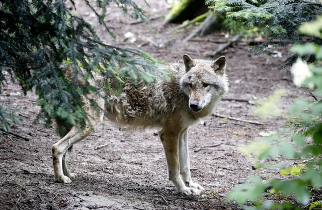 A wolf is seen in a near-natural enclosure at the Langenberg Wildlife Park in Langnau am Albis, Switzerland June 9, 2020.  REUTERS/Arnd Wiegmann/File Photo