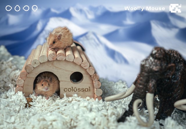 Colossal Biosciences&#39;s woolly mice.