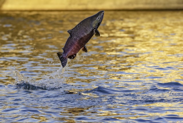 A stock photo of a chinook salmon jumping in a river.