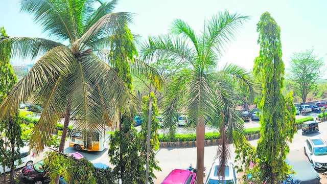 Residents of Charkop Sector 8 rally to save 336 trees from axing for Coastal Road project