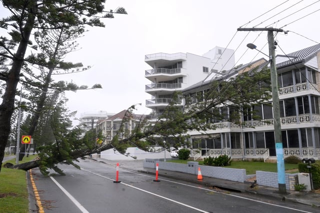 Un arbre tombé repose sur des lignes électriques à Labrador suite à de fortes pluies et des vents causés par le cyclone Alfred sur la Gold Coast, Australie, le 8 mars 2025.