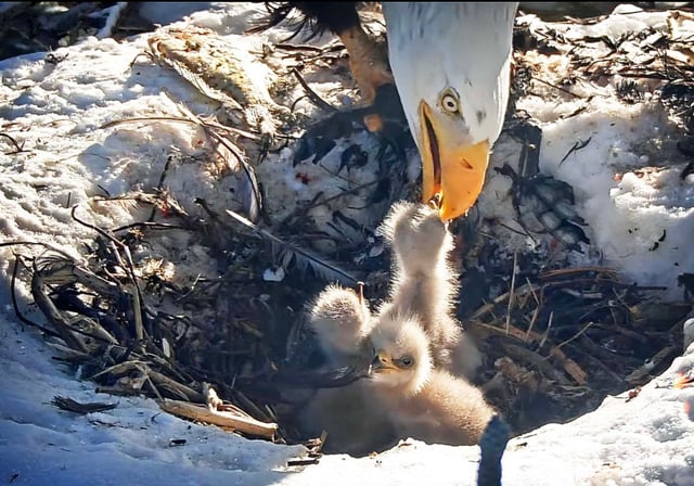 Jackie now has three eaglets to feed in the Big Bear nest as the third egg hatched overnight on Saturday, March 8, 2025.  (Screenshot courtesy of Friends of Big Bear Valley)