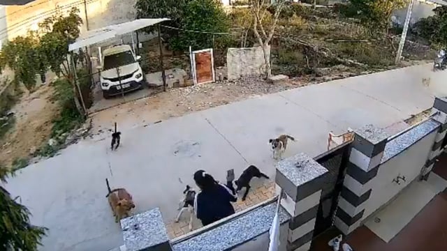 In the viral video, Navya is seen screaming as the dogs attack her.