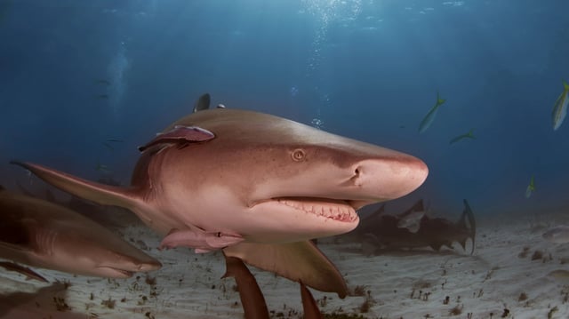 Megalodons may have been longer and slimmer, but they were still apex predators of the oceans.