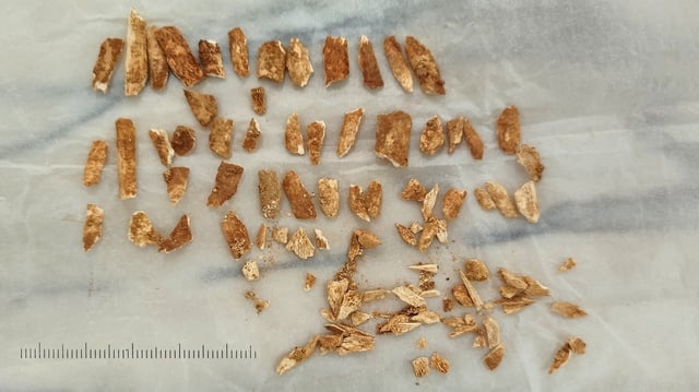 Fragments of the child’s right radius, shattered in situ, used for the OxA-43547 hydroxyproline date.
