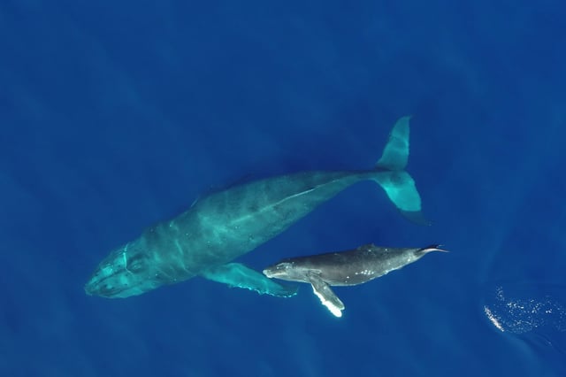 © Martin van Aswegen, NOAA Permit 21476