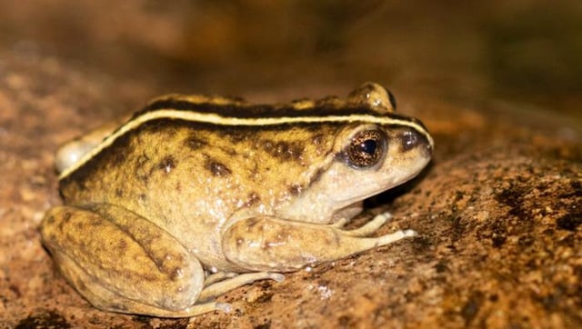 Elusive Striped Frog Species Spotted In Chile For First Time In 130 Years