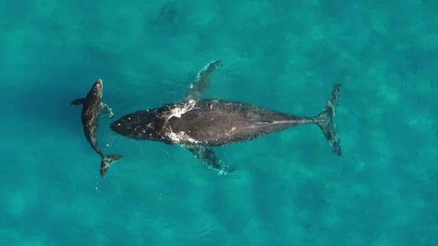 Humpback whale mother and calf. (Credit: Martin van Aswegen, NOAA permit 21476)