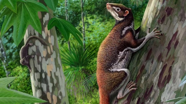 Mixodectes pungens, a 62-million-year-old arboreal mammal, was a close relative of primates and colugos. This fossil discovery sheds new light on mammalian evolution after the dinosaurs’ extinction.