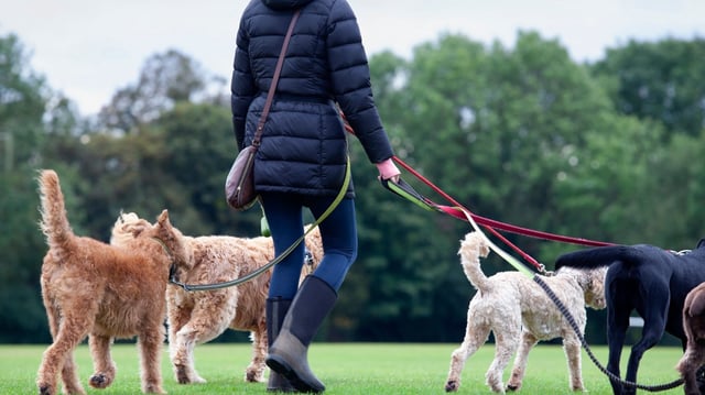 Small earnings from activities such as dog-walking may not require a self-assessment tax return