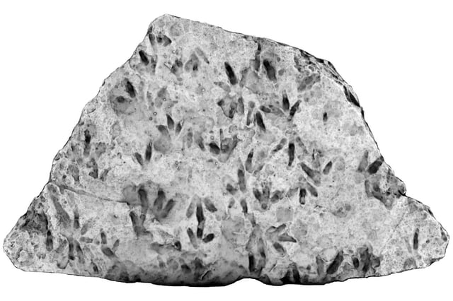 An undated handout photo released by the University of Queensland shows an image of the boulder using 3D imaging and light filters showing the dinosaur footprints