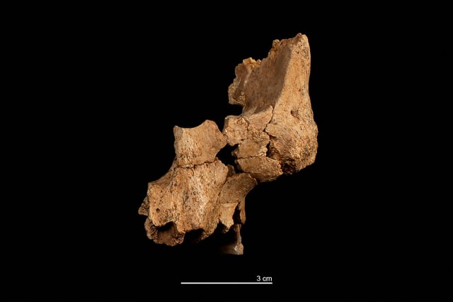The fossil of the left midface of a hominin assigned to Homo affinis erectus, that was recovered at level TE7 of the Sima del Elefante archaeological site at Spain's Sierra de Atapuerca, is dispalyed at an undisclosed location, in this undated handout image released on March 12, 2025. Maria D. Guillen/IPHES-CERCA/Handout via REUTERS