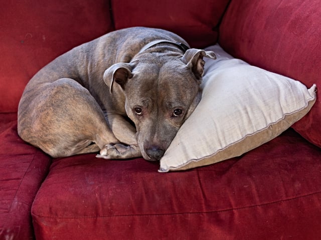CLARYVILLE, NY - FEBRUARY 3: A rescued pitbull sits on her owners couch, February 3, 2024 in Claryville, New York. (Photo by Andrew Lichtenstein/Corbis via Getty Images)