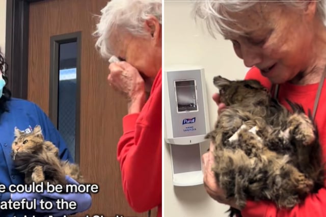 Carolyn Kiefer&#39;s family had tried everything to get her mother&#39;s cat, Aggie, out of their LA home during the wildfires.