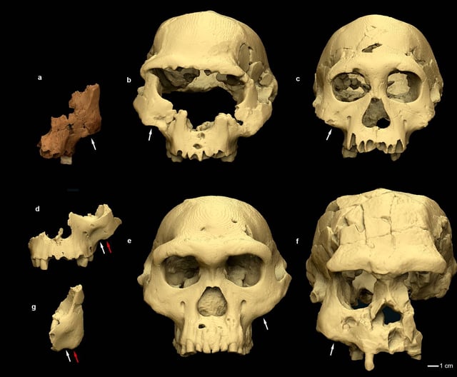 Les quelques fragments, recensés sous le petit nom de «ATE7-1» (a sur cette image), se composent d’une partie du maxillaire et de l’os zygomatique du côté gauche d’un individu adulte.