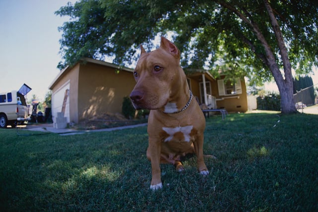 File photo: a pit bull dog sat on the grass.