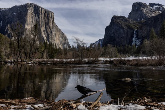 A bird is seen by the banks of the Merced river in Yosemite National Park, California, U.S., February 16, 2023.  REUTERS/Carlos Barria/File Photo