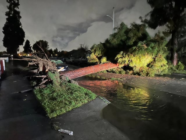 A tree in Pico Rivera was uprooted after a weak tornado briefly touched down in the area of Holbrook Street and Passons Boulevard during a strong storm Thursday morning, March 13. (Courtesy of Capt. Joe Hernandez, Los Angeles County Sheriff’s Department)