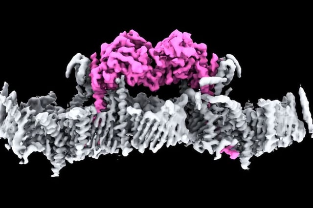 A model of two PINK1 proteins attached to the mitochondria membrane