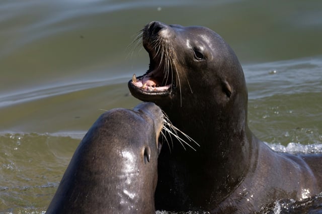 California sea lions are a common sight along much of the west coast of North America, including around San Francisco's Golden Gate Bridge