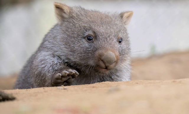 Un petit wombat s'attarde dans son enclos au zoo de Hanovre. Le 23 avril 2021, à Hanovre, en Allemagne.