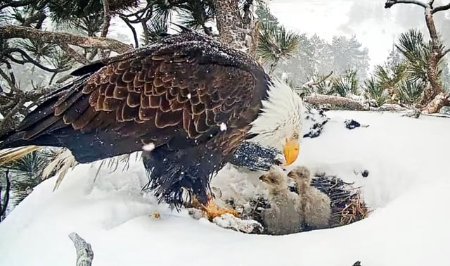 Only two eaglets are visible in the Big Bear nest as they finish feeding on Friday morning, March 14, 2025. (Screenshot courtesy of Friends of Big Bear Valley)