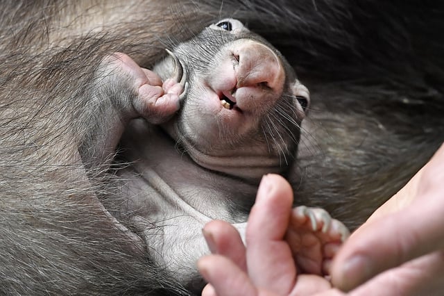 A newborn wombat baby APARI sits in its mother's pouch at the zoo in Duisburg, Germany on March 29, 2018.